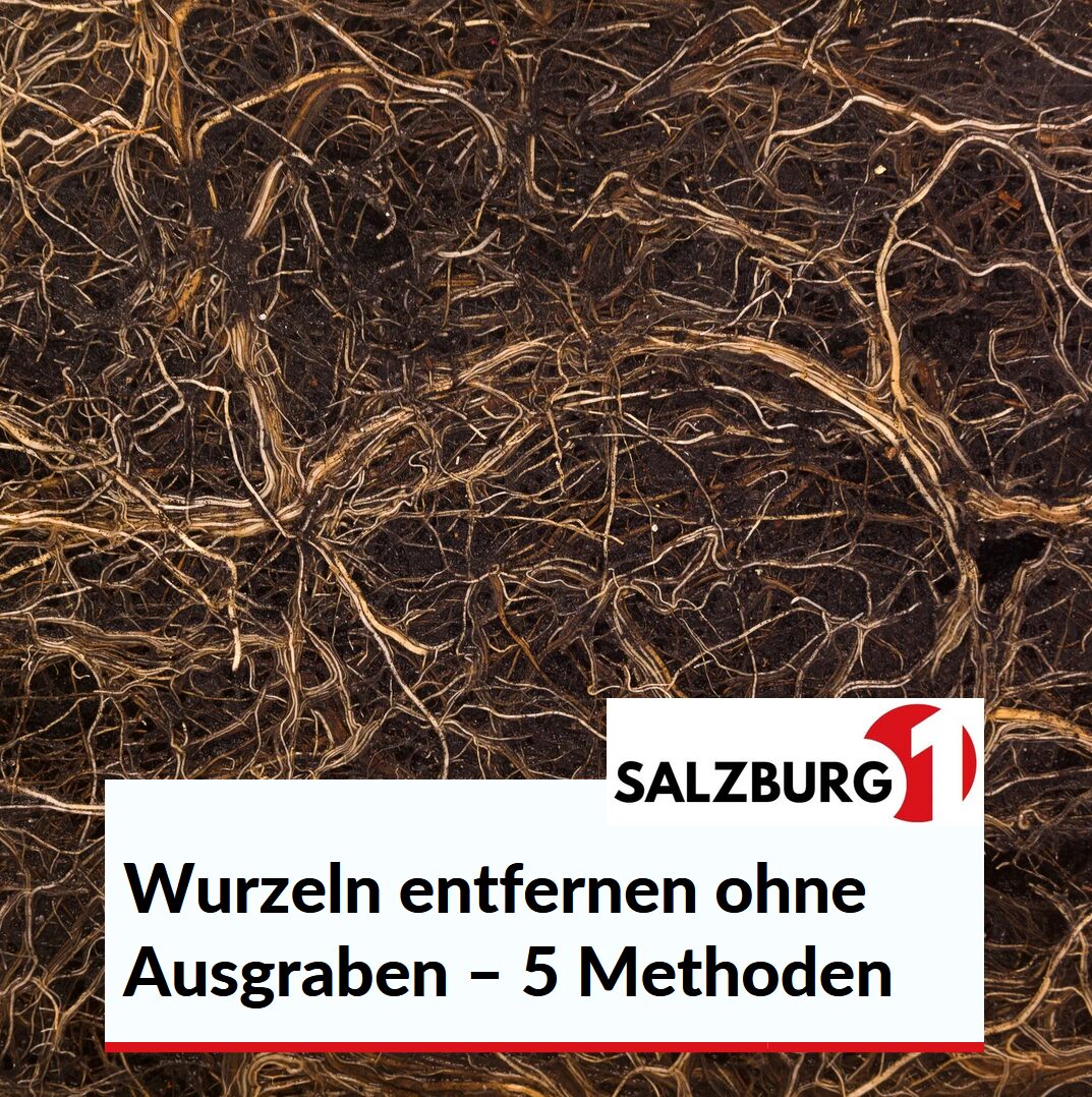 Wurzeln entfernen ohne Ausgraben – 5 Methoden Wurzeln entfernen ohne Ausgraben – 5 Methoden