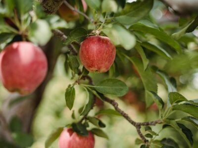 apfelbaum im herbst schneiden