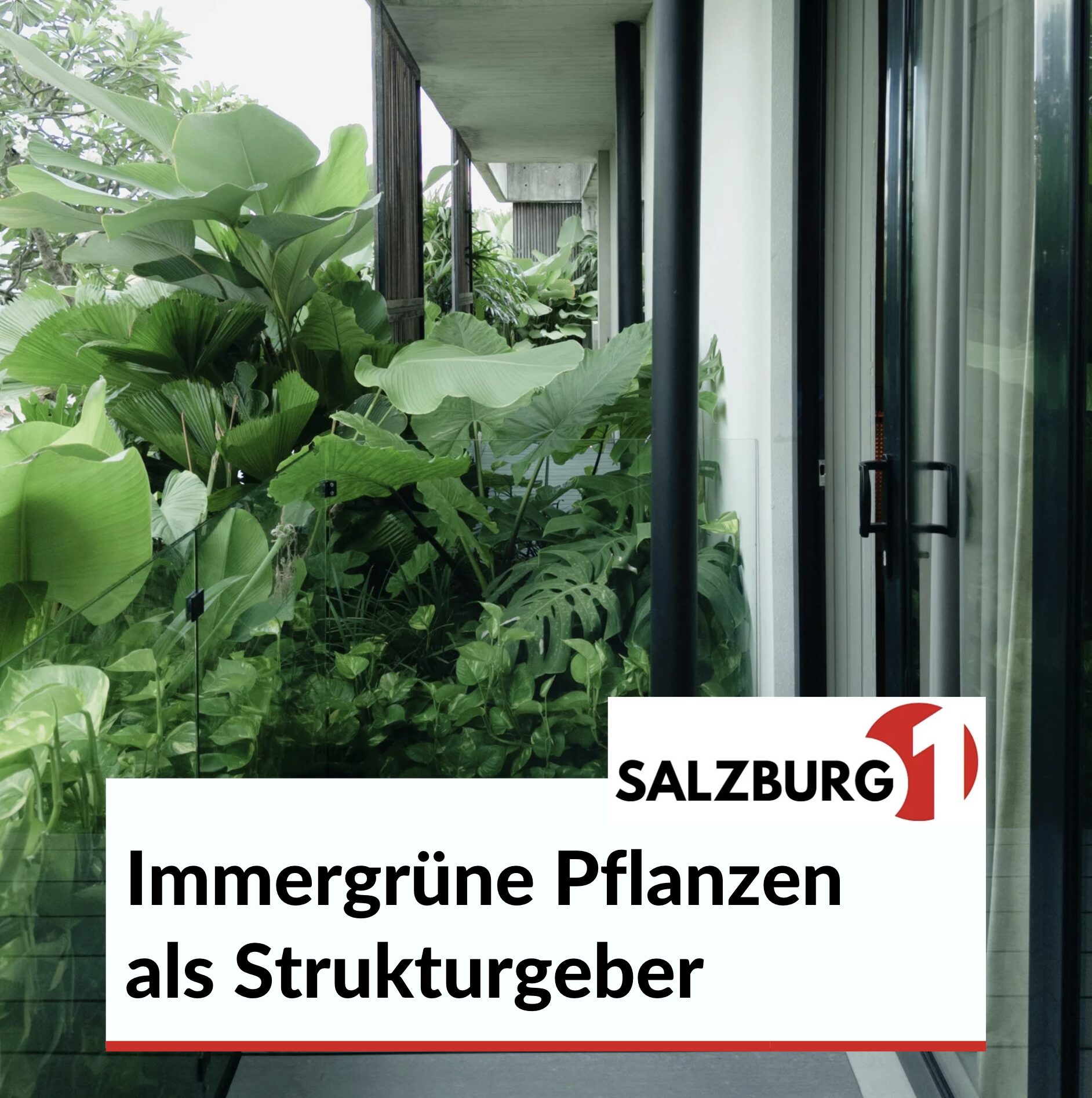 Balkonkasten ganzjährig bepflanzen: Immergrüne Pflanzen als Strukturgeber Balkonkasten ganzjährig bepflanzen: Immergrüne Pflanzen als Strukturgeber