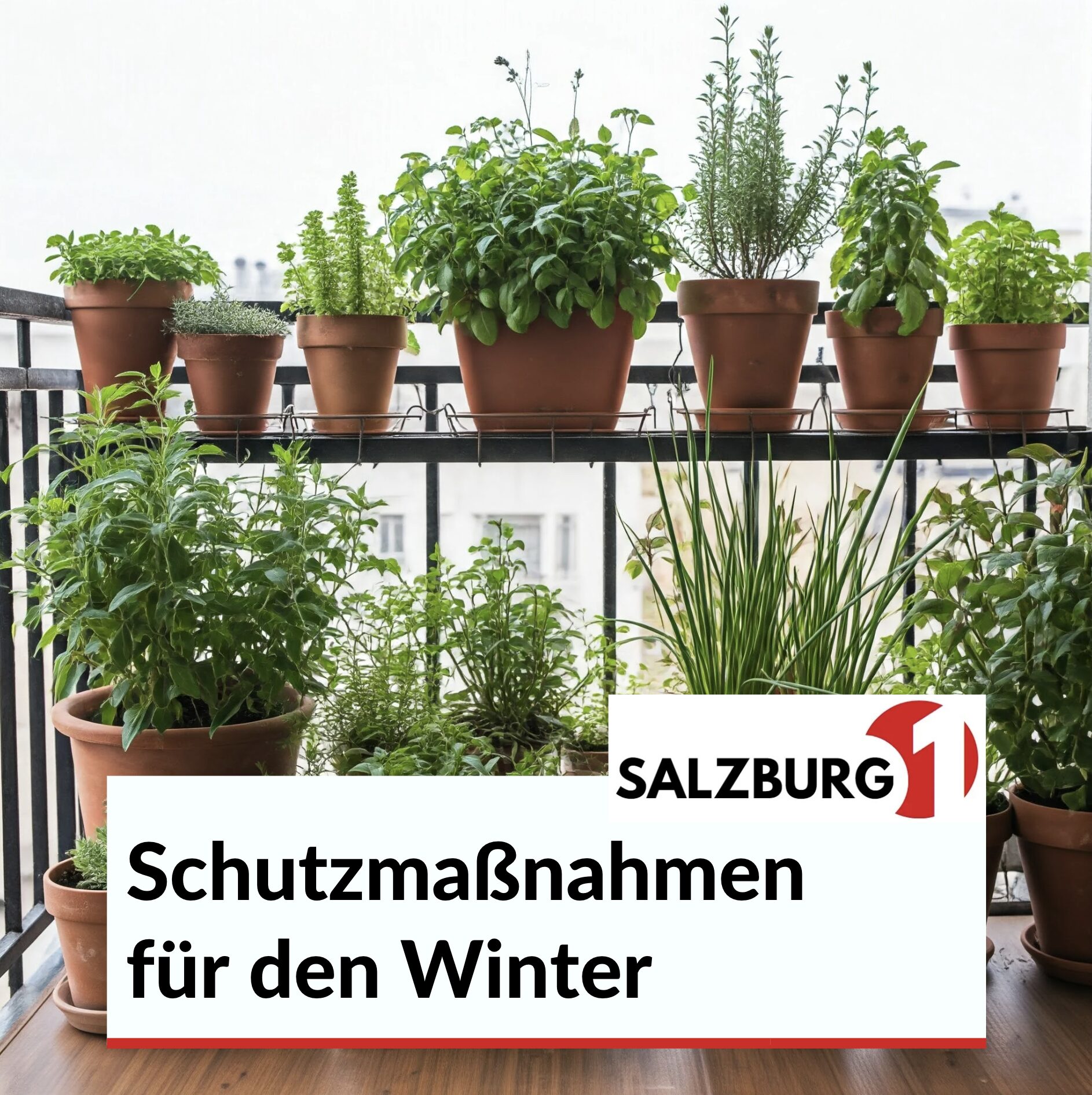 SV2A3634.PNG SV2A3781.PNG SV2A3863.PNG Balkonkasten ganzjährig bepflanzen: Schutzmaßnahmen für den Winter