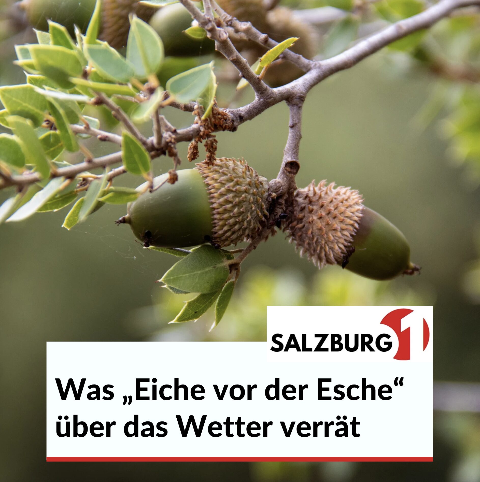 Bauern Sprüche und Weisheiten „Eiche vor der Esche“ Bauern Sprüche und Weisheiten „Eiche vor der Esche“