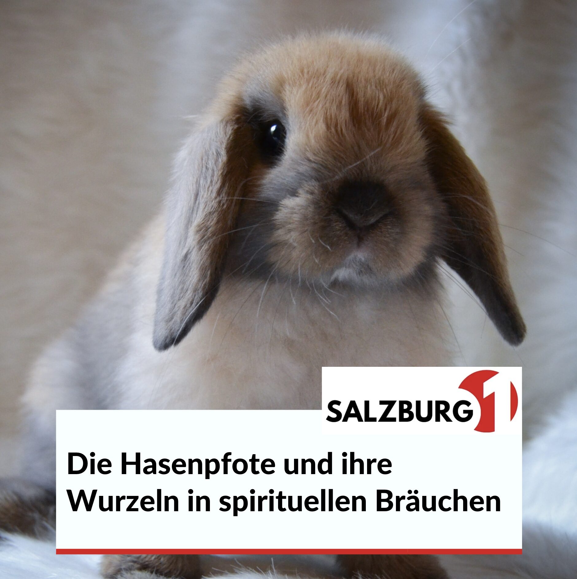 Glücksbringer in anderen Ländern Die Hasenpfote Glücksbringer in anderen Ländern Die Hasenpfote