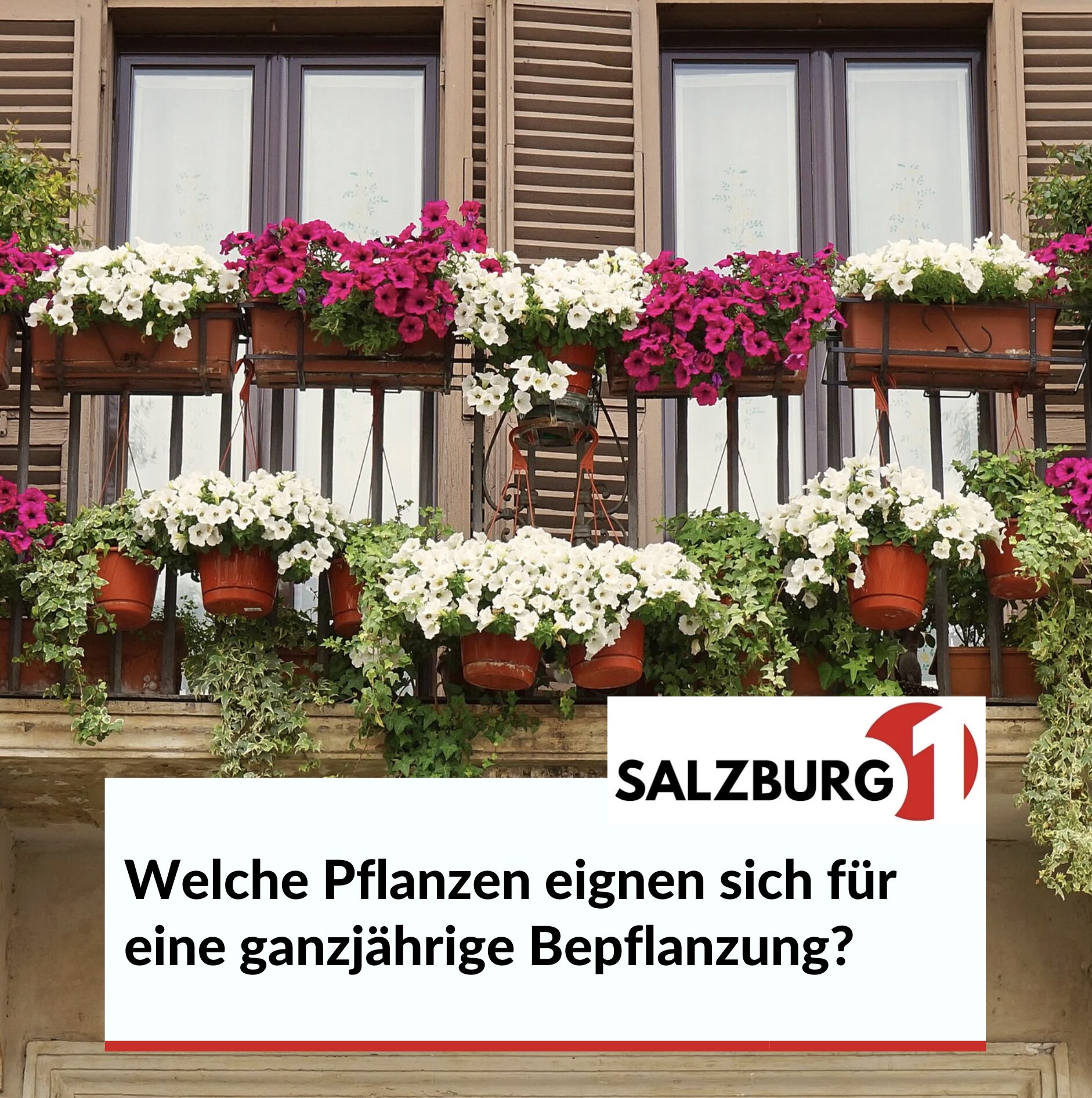 Welche Pflanzen eignen sich für eine ganzjährige Bepflanzung? Welche Pflanzen eignen sich für eine ganzjährige Bepflanzung?