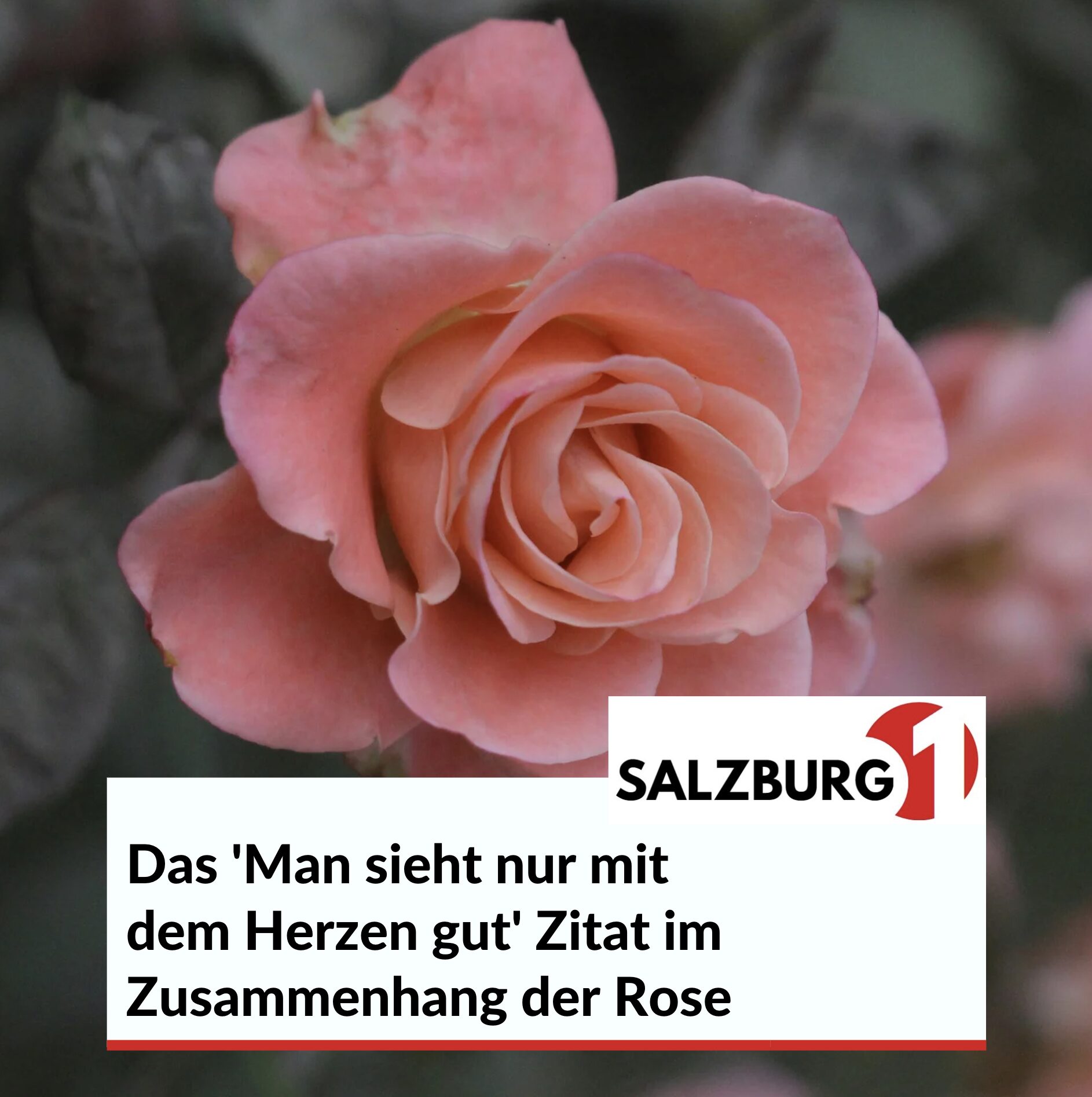 Das 'Man sieht nur mit dem Herzen gut' Zitat im Zusammenhang der Rose Das 'Man sieht nur mit dem Herzen gut' Zitat im Zusammenhang der Rose