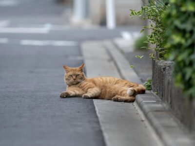 Katze angefahren - was tun