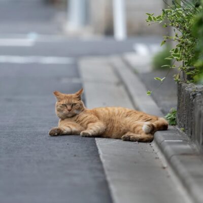 Katze angefahren - was tun