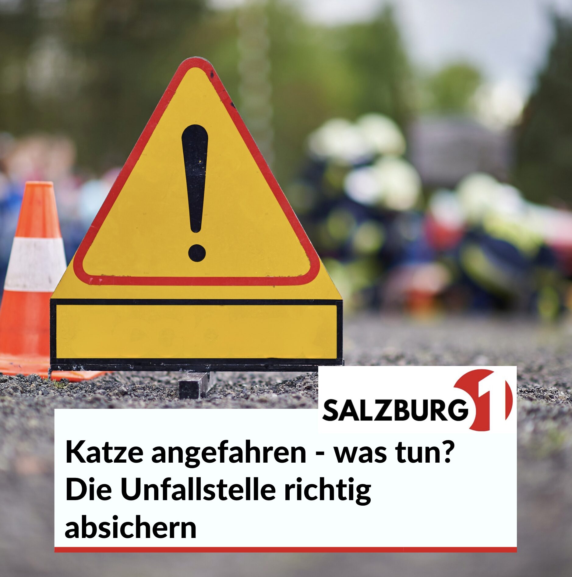 Katze angefahren - was tun? Die Unfallstelle richtig absichern Katze angefahren - was tun? Die Unfallstelle richtig absichern