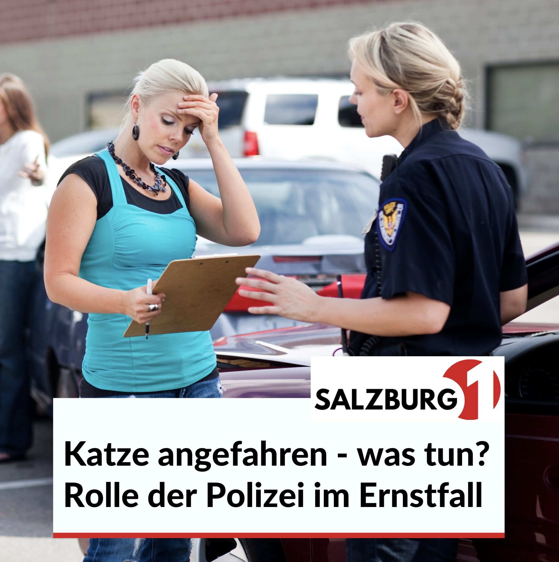 Katze angefahren - was tun? Rolle der Polizei im Ernstfall Katze angefahren - was tun? Rolle der Polizei im Ernstfall