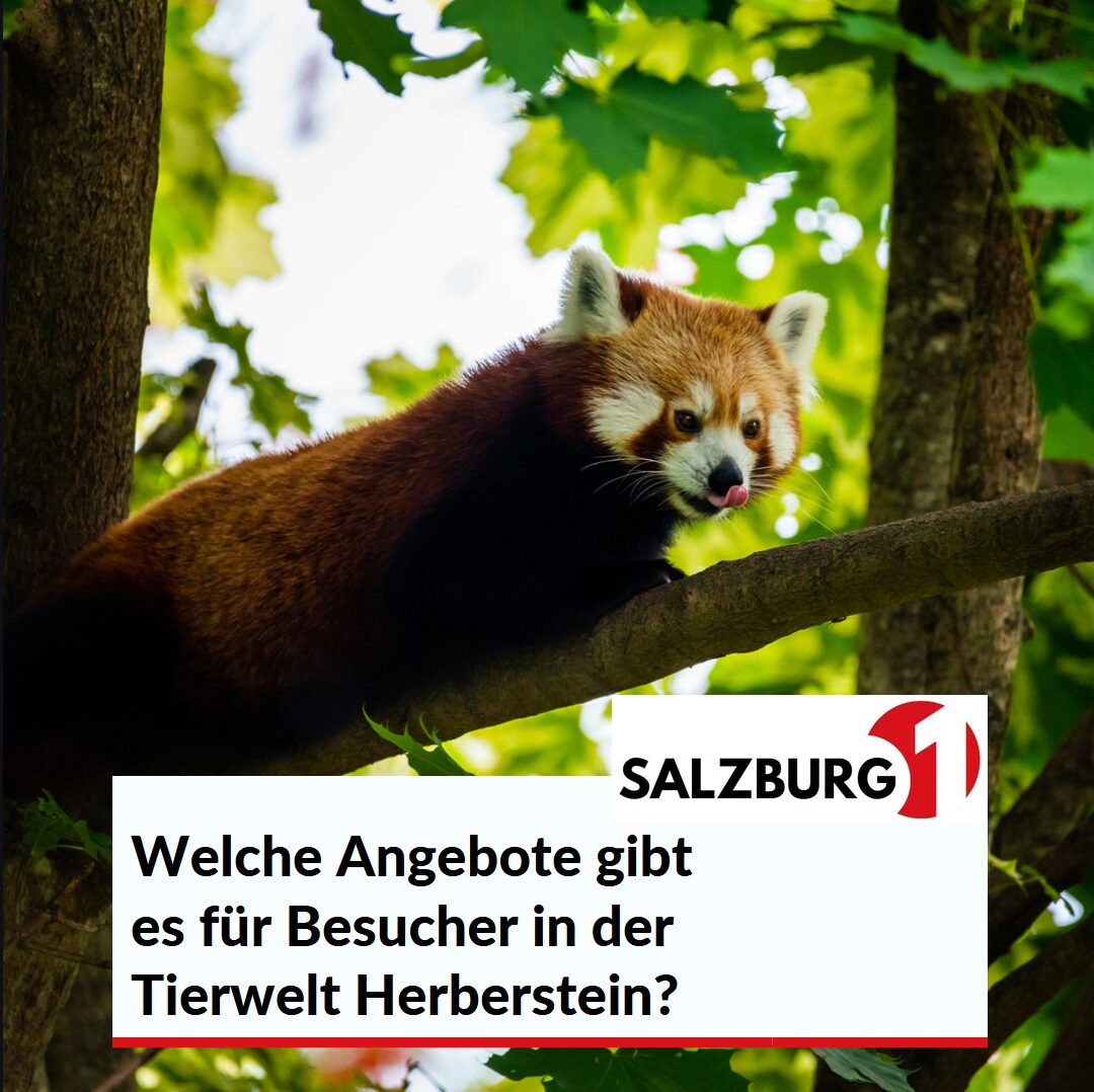 Welche Angebote gibt es für Besucher in der Tierwelt Herberstein? Welche Angebote gibt es für Besucher in der Tierwelt Herberstein?