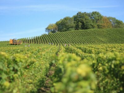 leo hillinger erste ehefrau