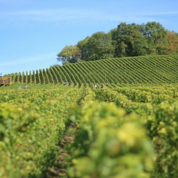 leo hillinger erste ehefrau