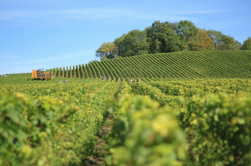 leo hillinger erste ehefrau