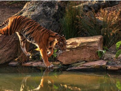 tierwelt herberstein