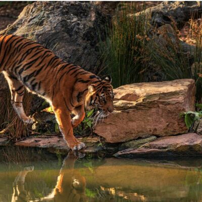 tierwelt herberstein