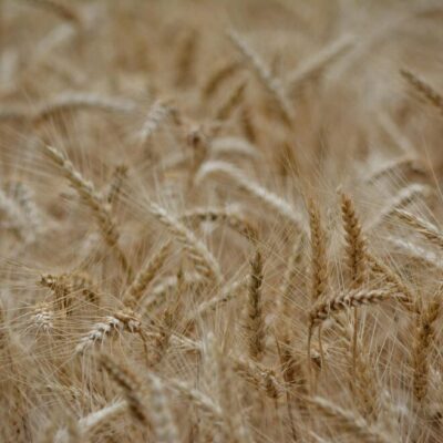 wer zuerst kommt mahlt zuerst