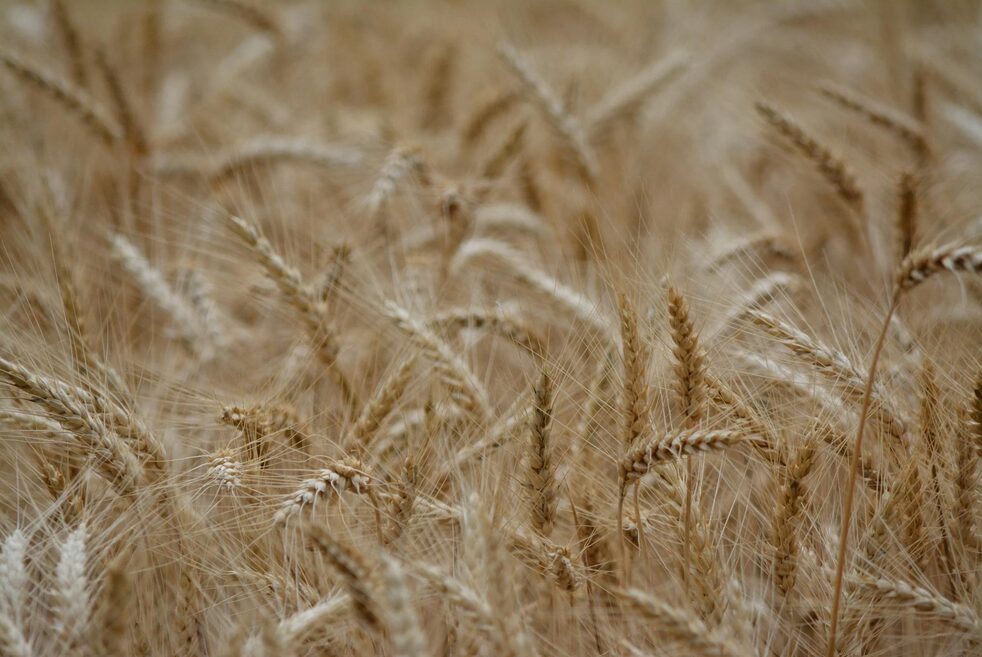 wer zuerst kommt mahlt zuerst