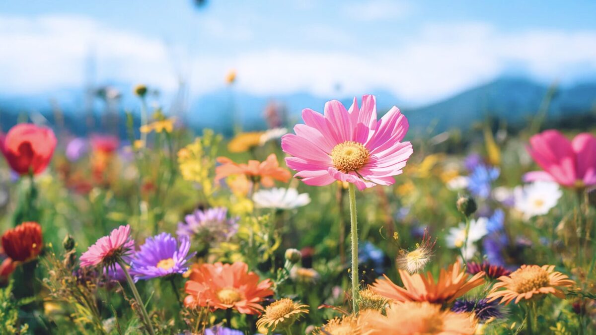 Blumenrouten durch Österreich