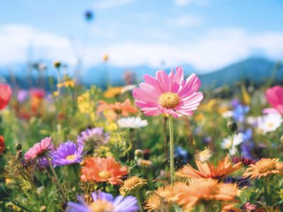 Blumenrouten durch Österreich