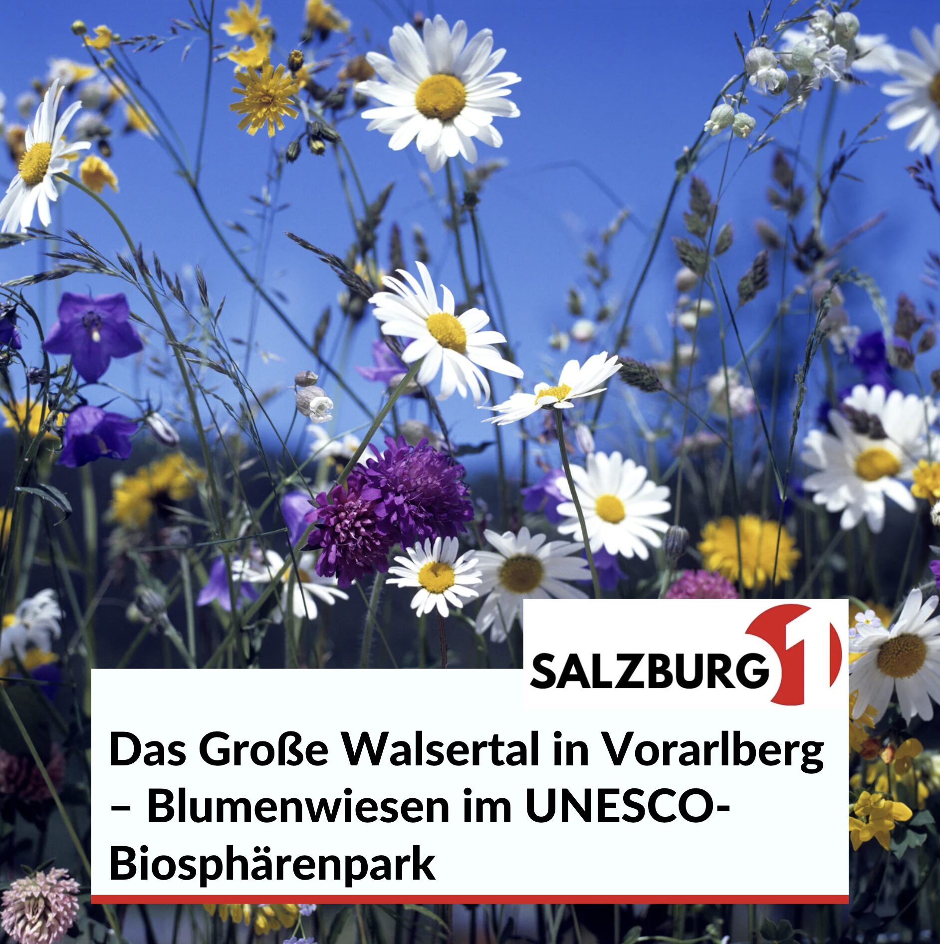 Das Große Walsertal in Vorarlberg – Blumenwiesen im UNESCO-Biosphärenpark Das Große Walsertal in Vorarlberg – Blumenwiesen im UNESCO-Biosphärenpark