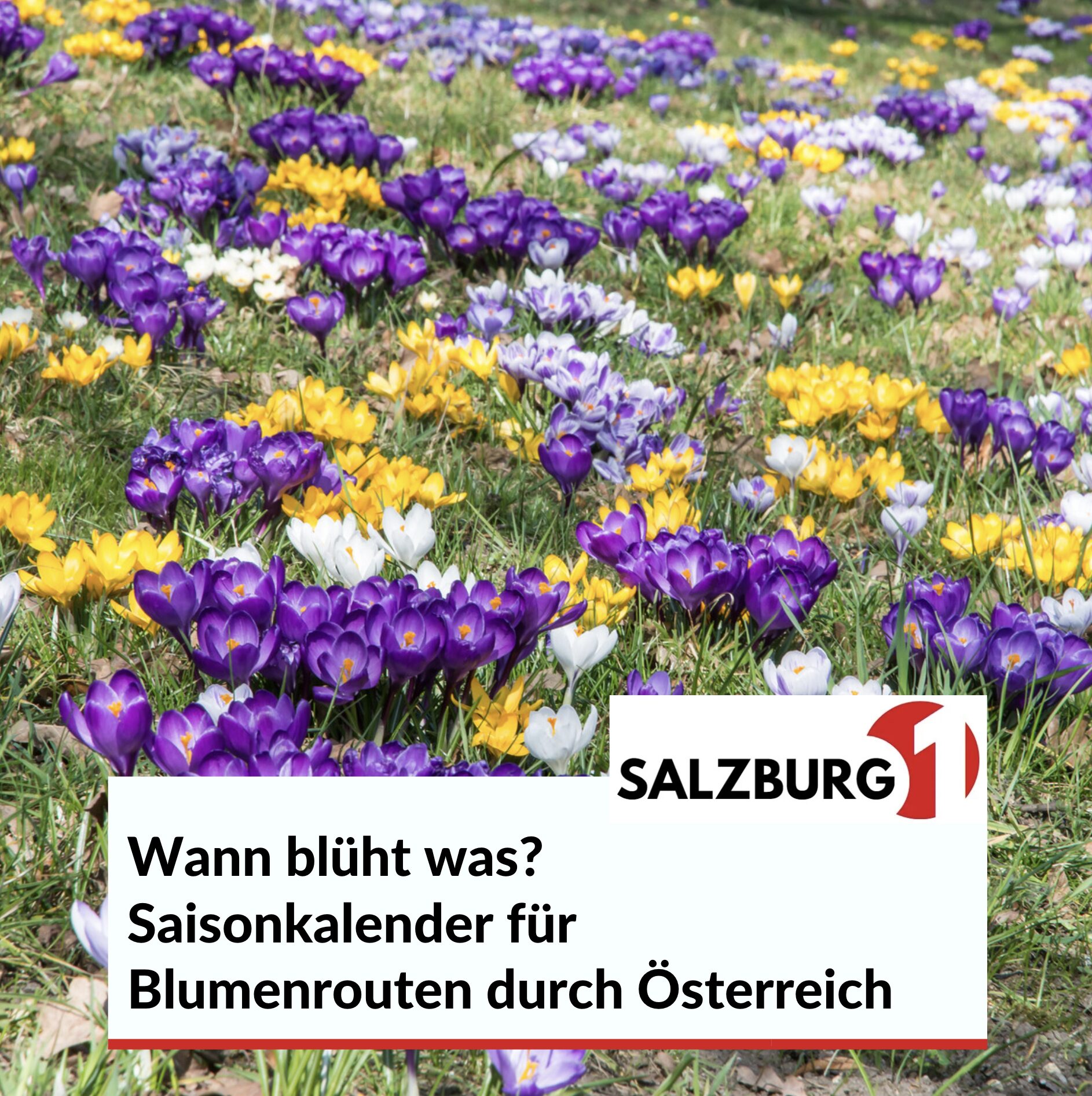 Wann blüht was? Saisonkalender für Blumenrouten durch Österreich Wann blüht was? Saisonkalender für Blumenrouten durch Österreich