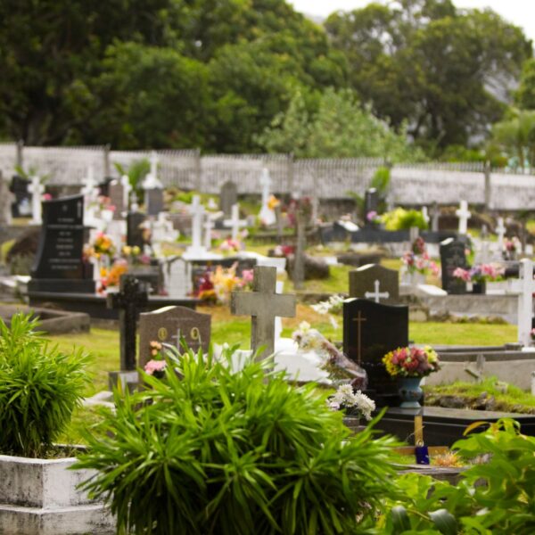 Blumen für Friedhof wenig Wasser reicht für eine würdevolle Grabgestaltung