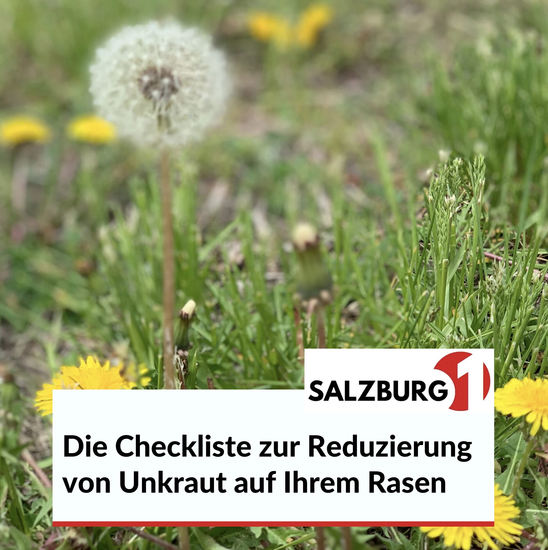 Die Checkliste zur Reduzierung von Unkraut auf Ihrem Rasen Die Checkliste zur Reduzierung von Unkraut auf Ihrem Rasen
