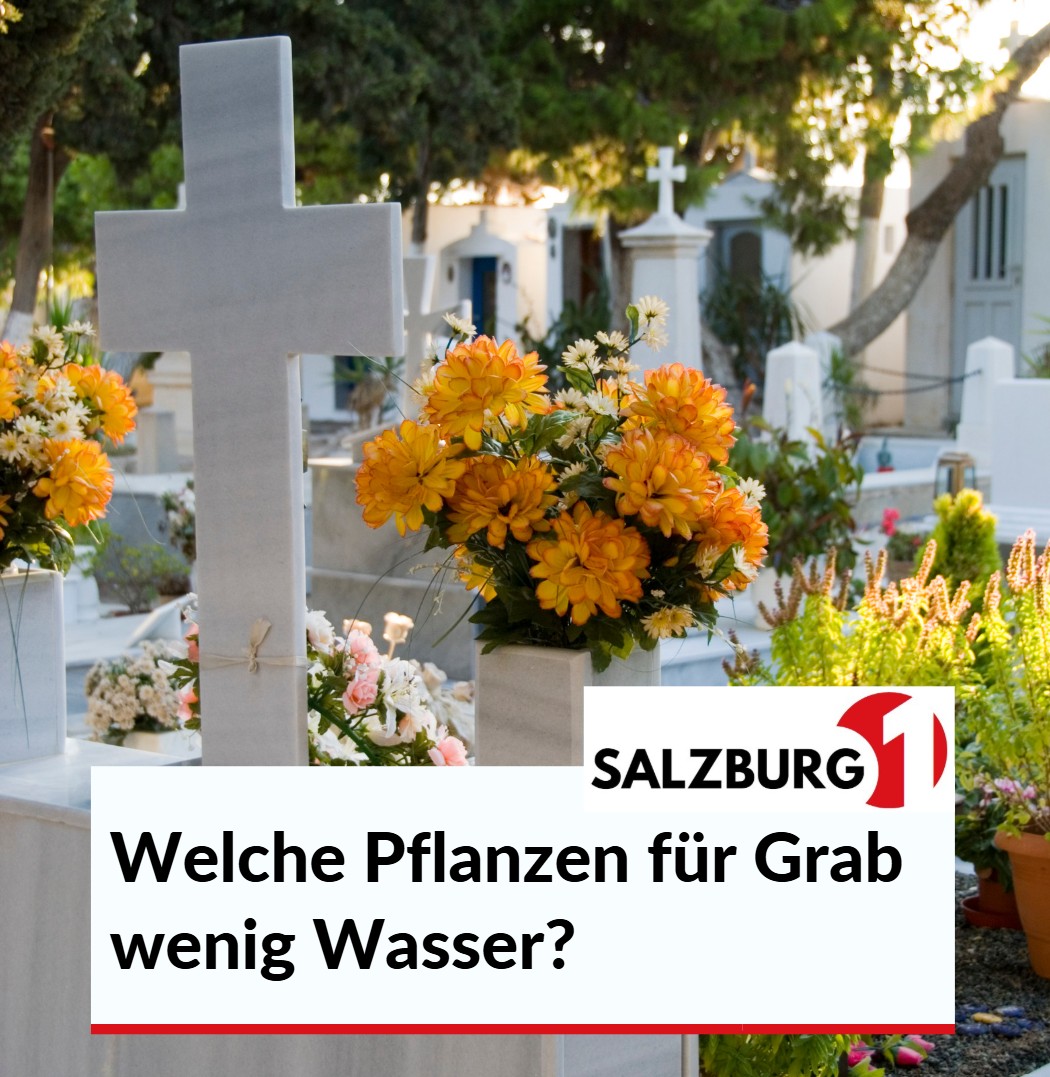 Welche Pflanzen für Grab wenig Wasser Welche Pflanzen für Grab wenig Wasser