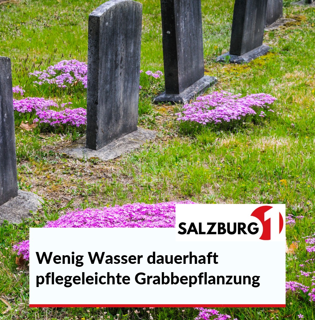Wenig Wasser dauerhaft pflegeleichte Grabbepflanzung Die besten Bodendecker Wenig Wasser dauerhaft pflegeleichte Grabbepflanzung Die besten Bodendecker