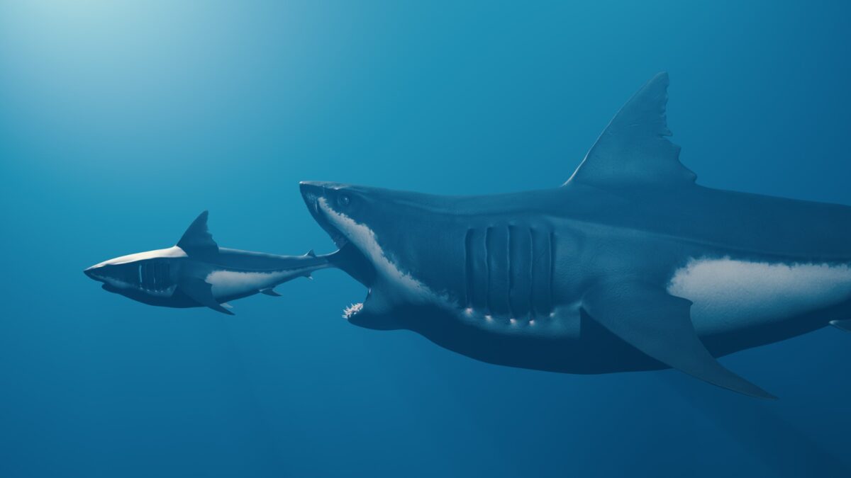 Wie groß war der Megalodon Die Fakten über den Giganten der Urzeit-HaiWie groß war der Megalodon Die Fakten über den Giganten der Urzeit-Hai