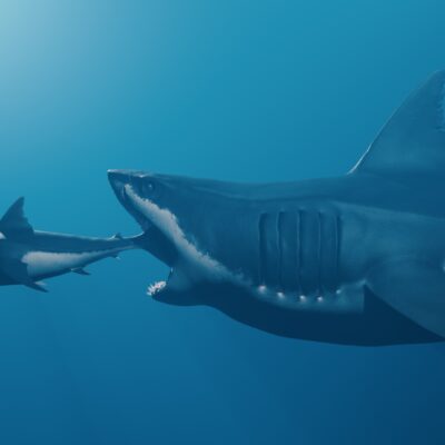 Wie groß war der Megalodon Die Fakten über den Giganten der Urzeit-HaiWie groß war der Megalodon Die Fakten über den Giganten der Urzeit-Hai