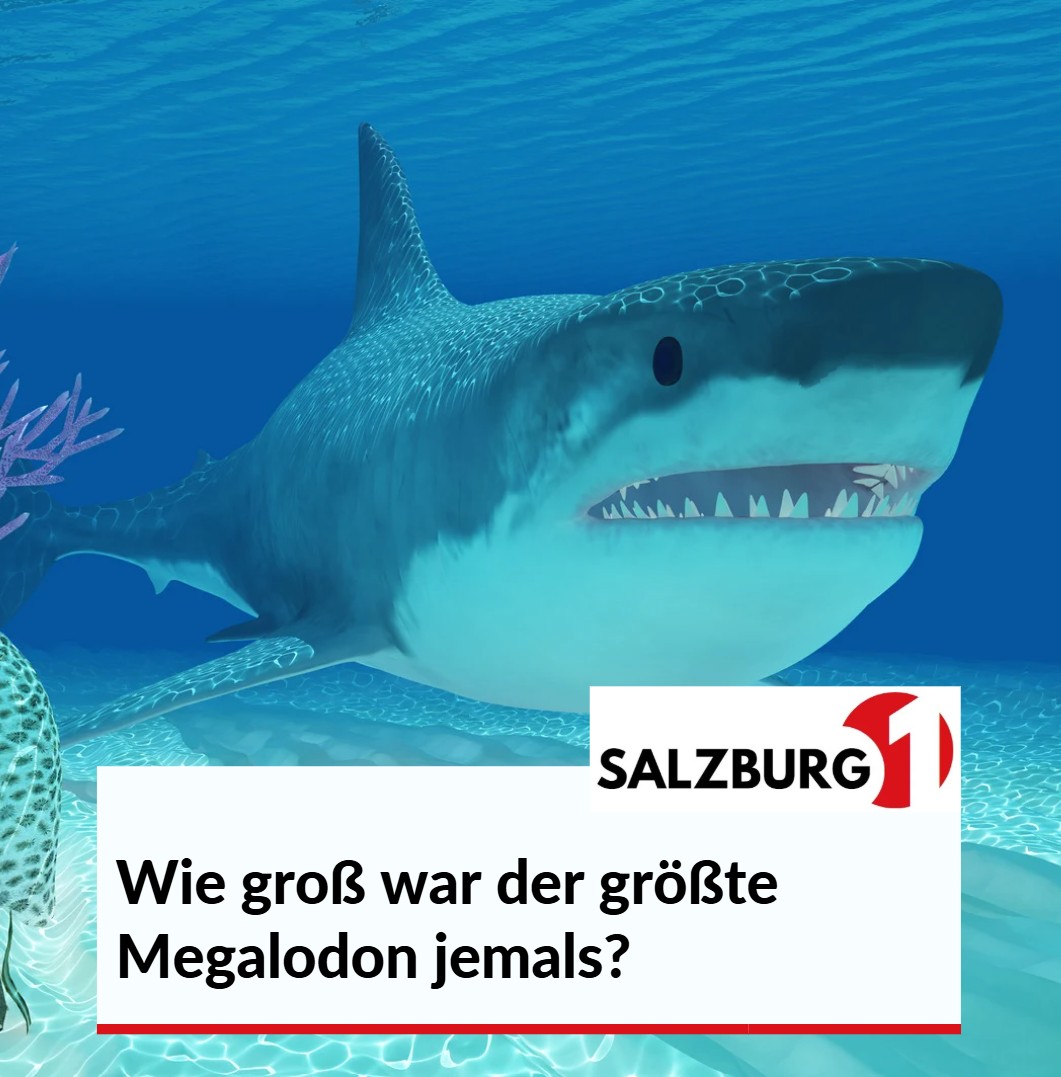 Wie groß war der größte Megalodon jemals Wie groß war der größte Megalodon jemals