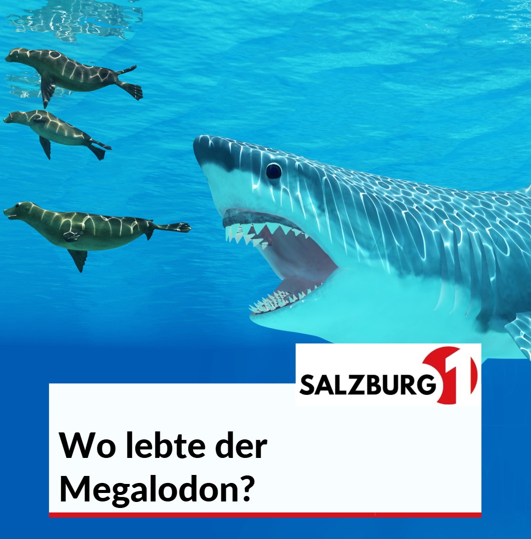 Wo lebte der Megalodon Wo lebte der Megalodon
