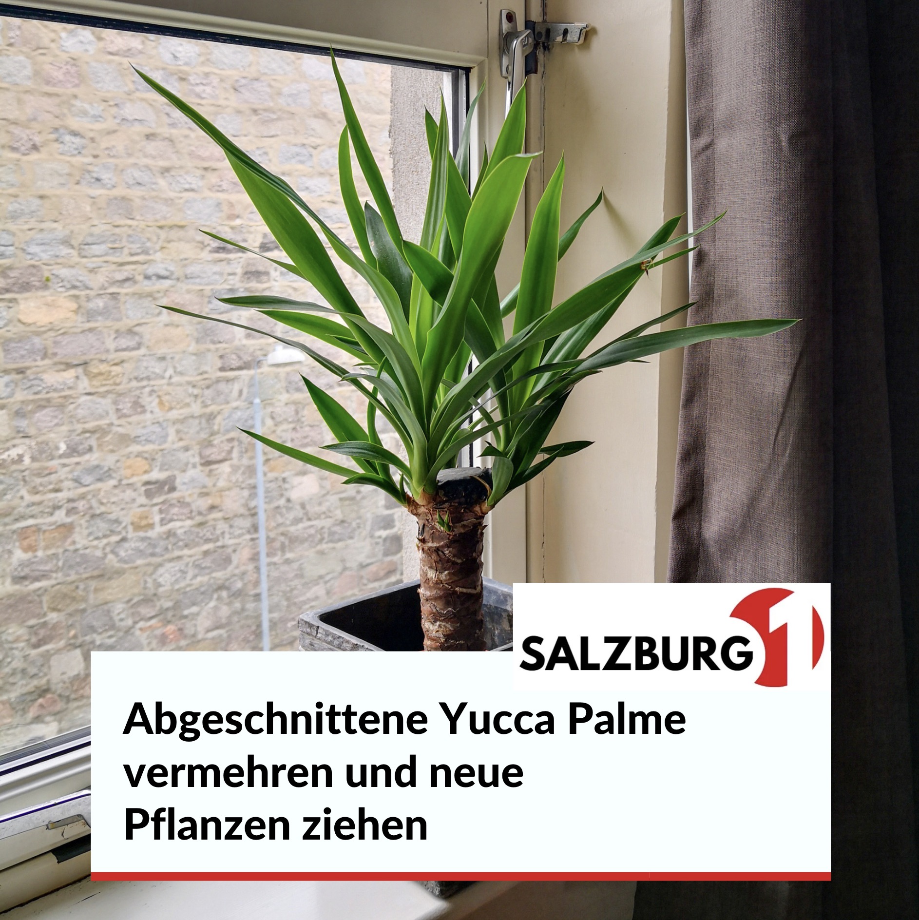 Abgeschnittene Yucca Palme vermehren und neue Pflanzen ziehen Abgeschnittene Yucca Palme vermehren und neue Pflanzen ziehen