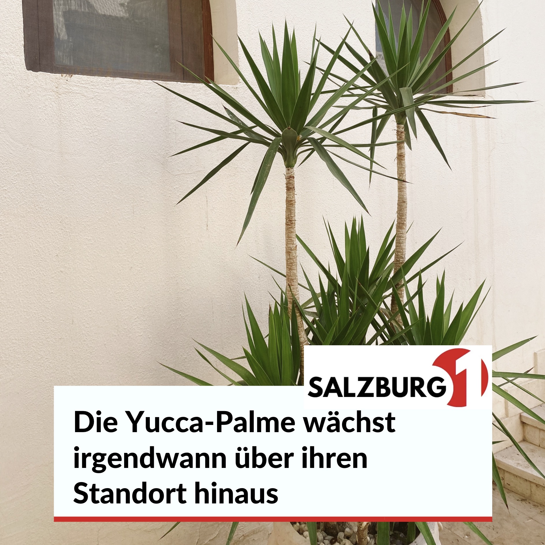 Die Yucca-Palme wächst irgendwann über ihren Standort hinaus Die Yucca-Palme wächst irgendwann über ihren Standort hinaus