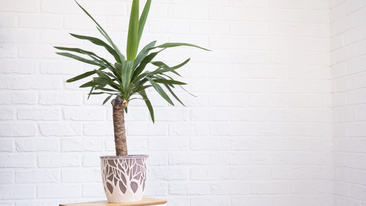 Yucca Palme zu groß