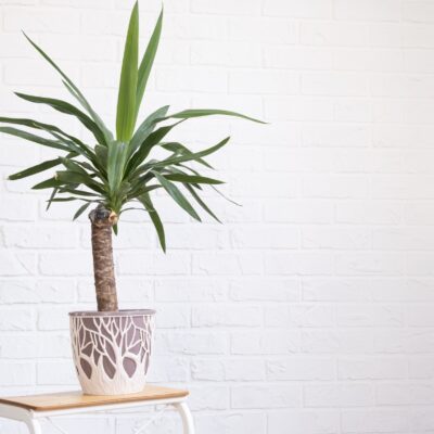 Yucca Palme zu groß