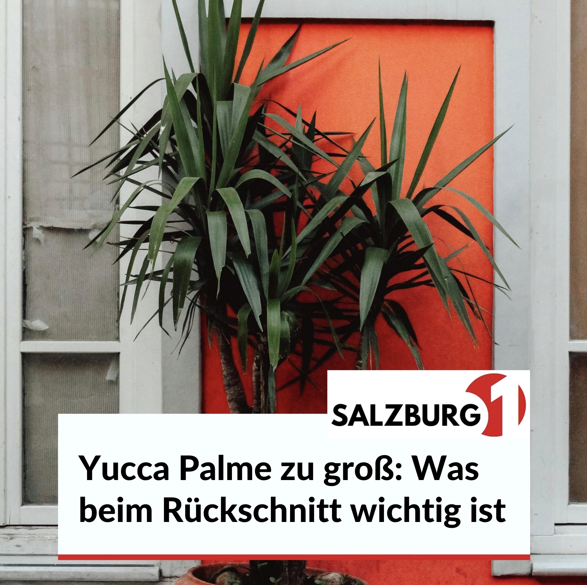 Yucca Palme zu groß: Was beim Rückschnitt wichtig ist Yucca Palme zu groß: Was beim Rückschnitt wichtig ist